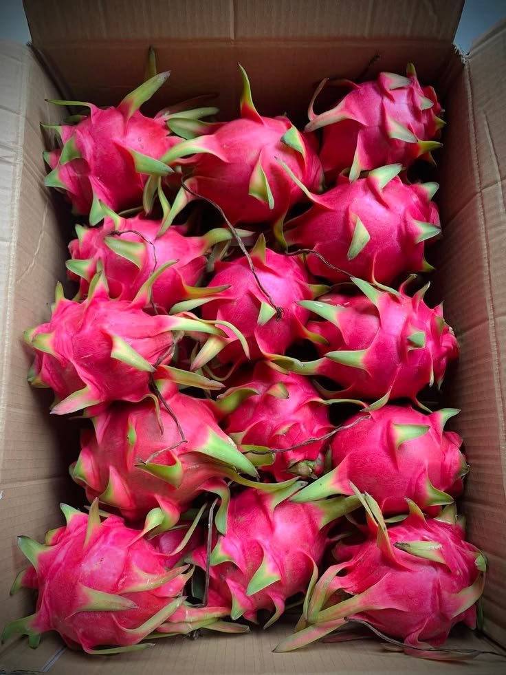 Dragon Fruit